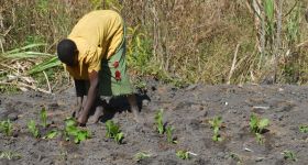 Fotogalerie > Waweh Agriculture: DSC_9845