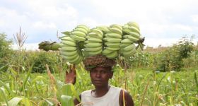 Fotogalerie > Waweh Agriculture: Image4