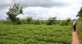 Fotogalerie > Waweh Agriculture: malawi2013februar-349