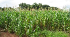 Fotogalerie > Waweh Agriculture: malawilucie2013-015