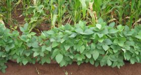 Fotogalerie > Waweh Agriculture: malawilucie2013-021