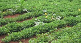 Fotogalerie > Waweh Agriculture: malawilucie2013-023